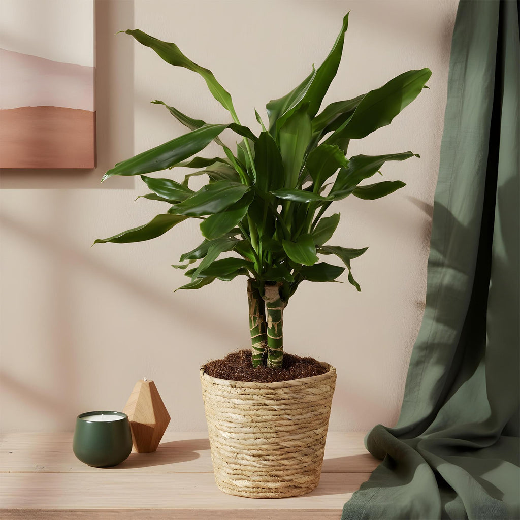 Green is... Kamerplanten - Dracaena fragrans Steudneri - Drakenbloedboom - Weinig onderhoud - met mand - Groen - 2 Planten - Pot 17cm - Hoogte 50-55cm