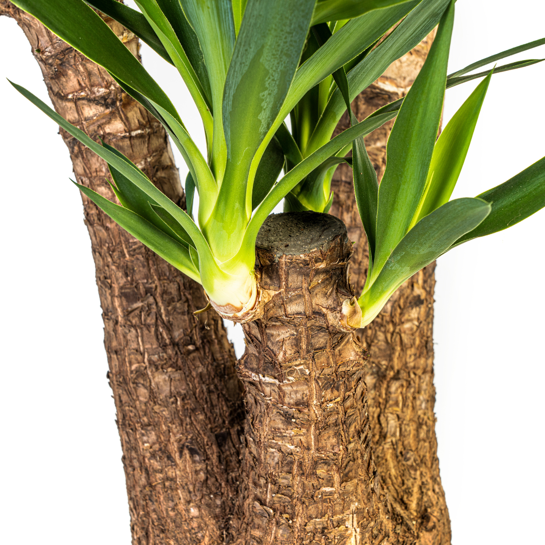 Yucca Elephantipes Vertakt Ø24cm - ↕80-100cm