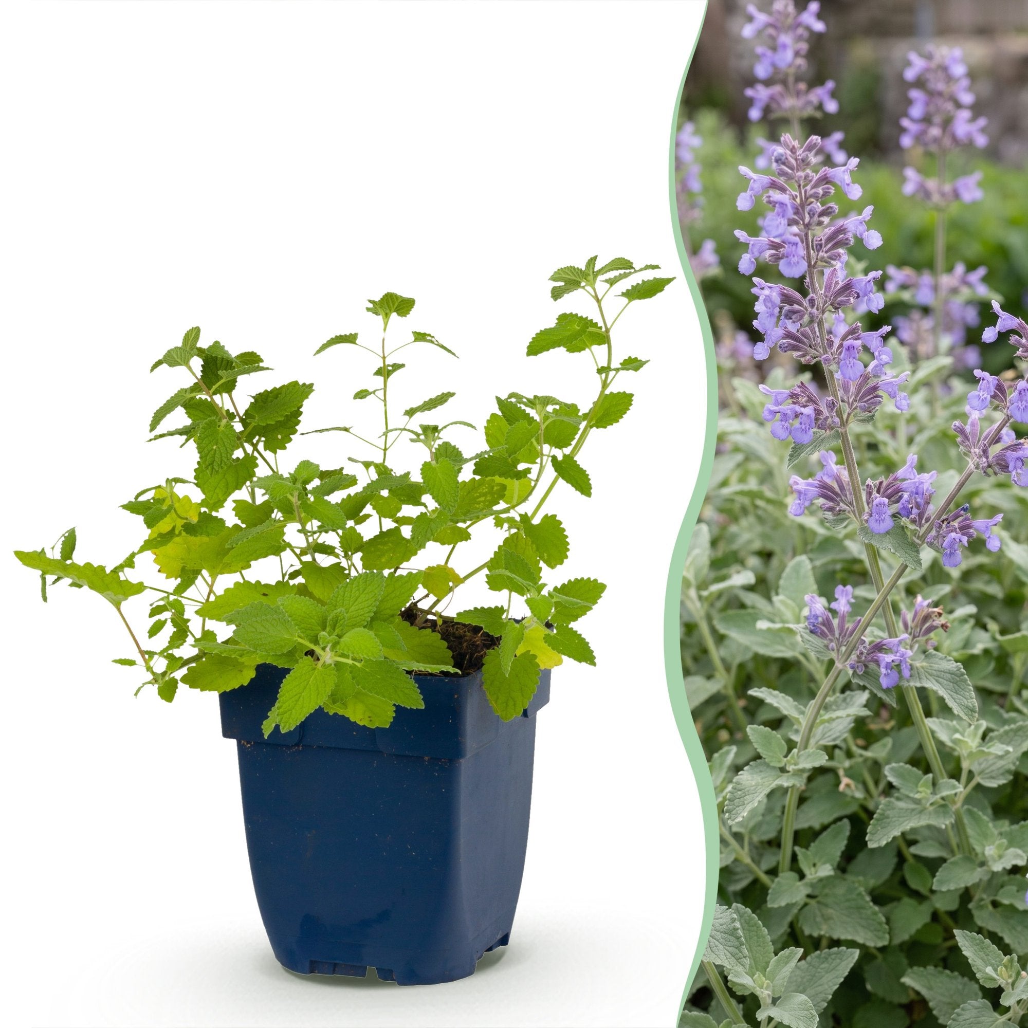 Vasteplant - Nepeta faassenii - Kattenkruid - Bijen- en vlinderlokkers - Paars - 6 Planten - Pot 11cm - Hoogte 15-25cm