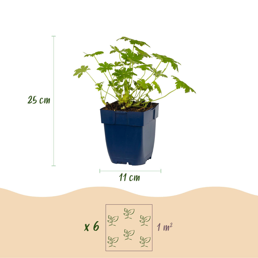 Vasteplant - Geranium macr. Ingwersen's Variety - Ooievaarsbek - Bodembedekkend - Licht Roze - 1 Plant - Pot 11cm - Hoogte 15-25cm
