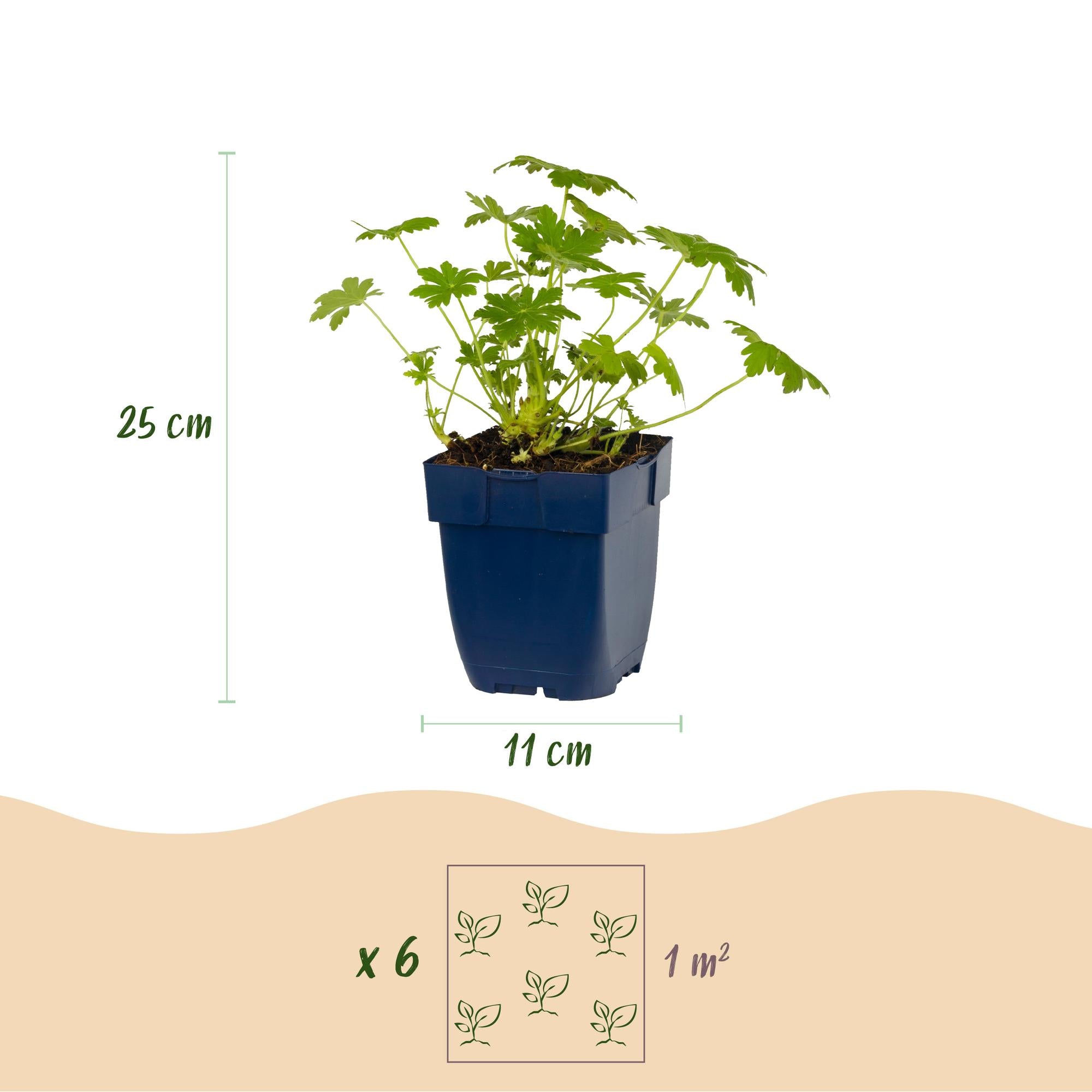 Vasteplant - Geranium macr. Ingwersen's Variety - Ooievaarsbek - Bodembedekkend - Licht Roze - 1 Plant - Pot 11cm - Hoogte 15-25cm