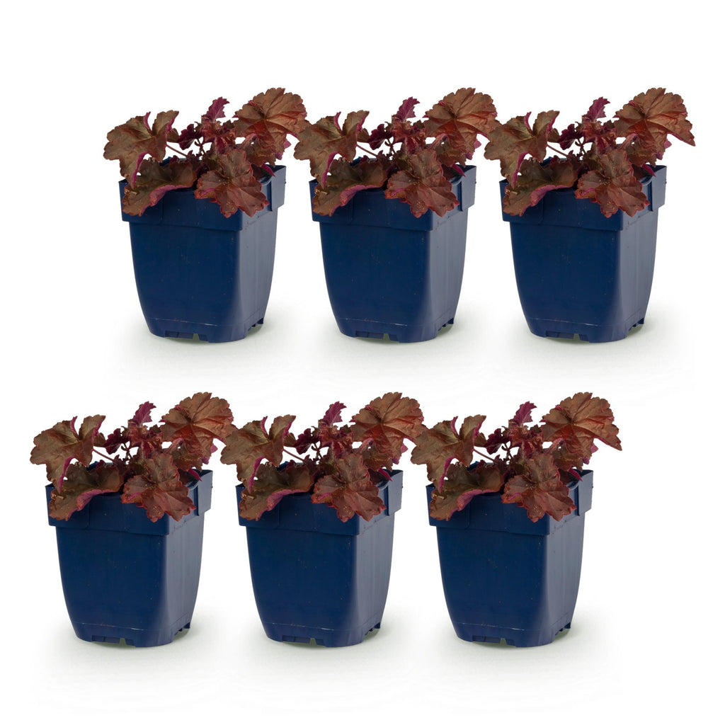 Vasteplant - Heuchera micr. Palace Purple - Purperklokje - Schaduw - Paars - 6 Planten - Pot 11cm - Hoogte 15-25cm