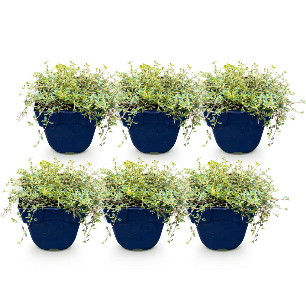 Vasteplant - Thymus praecox Red Carpet - KruipTijm - Geurend - Rood-Roze - 6 Planten - Pot 11cm - Hoogte 15-25cm