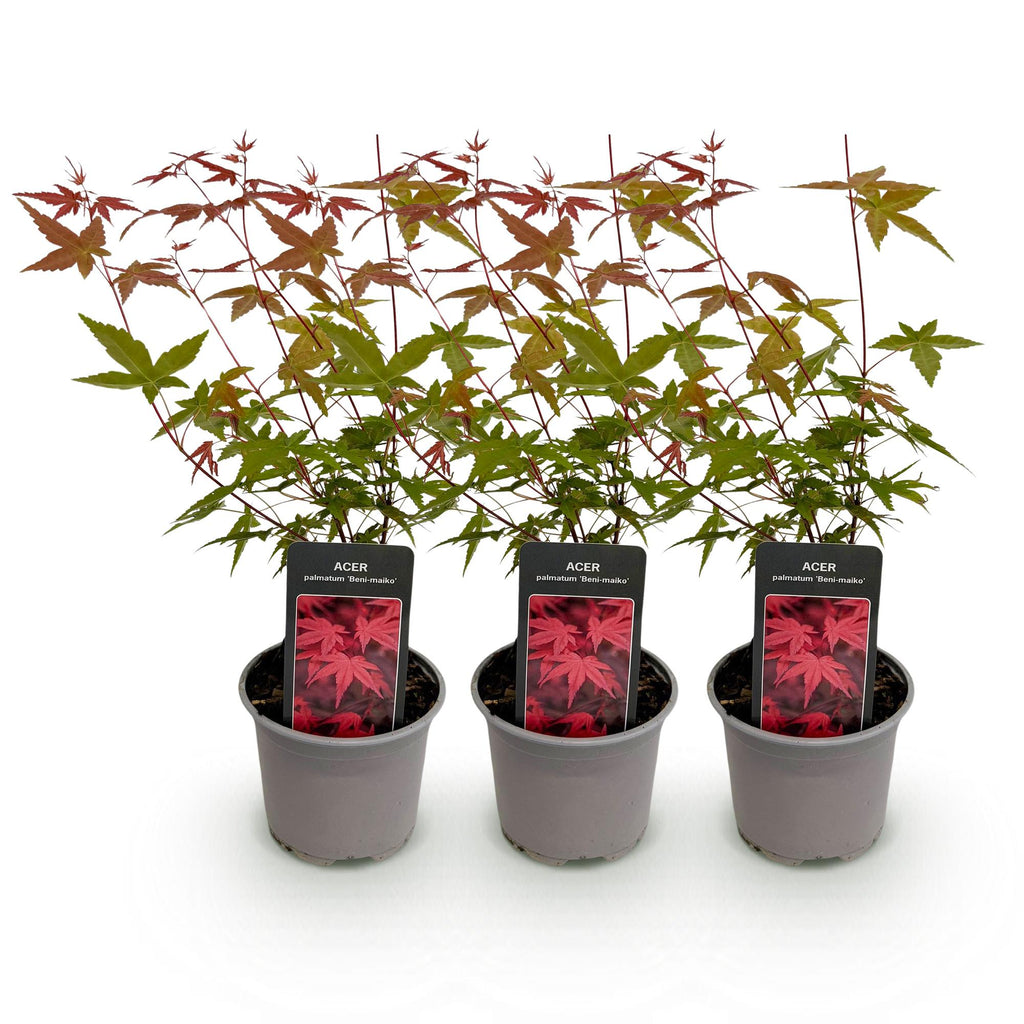 Tuinplant - Acer palmatum Beni-maiko - Rood - 3 Planten - Bladverliezend - Weinig Onderhoud - Pot 12cm Hoogte 35cm