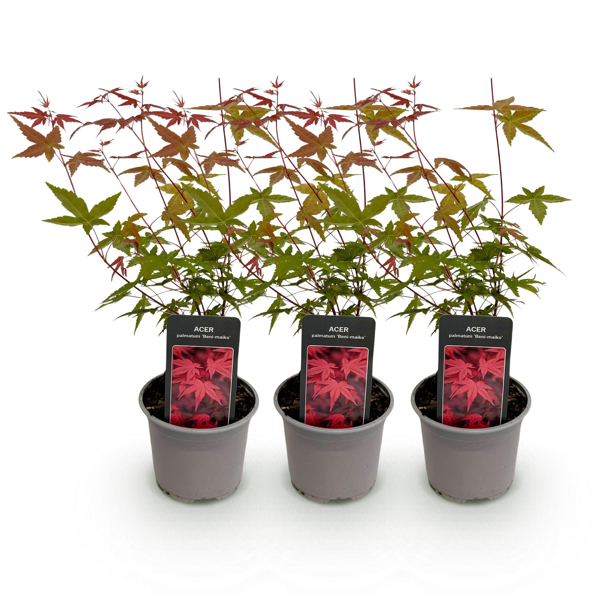 Tuinplant - Acer palmatum Beni-maiko - Rood - 3 Planten - Bladverliezend - Weinig Onderhoud - Pot 12cm Hoogte 35cm