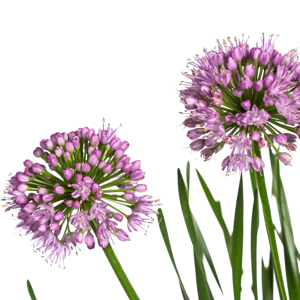 Allium Senescens Millenium Ø19 cm - ↕50 - 60cm