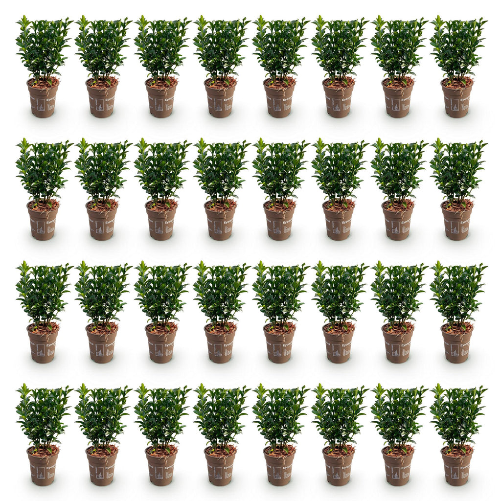 40x Euonymus japonica Green Spire - Kardinaalsmuts - Haagplanten - Groenblijvend - Groen - Pot 9cm - Hoogte 20-25cm