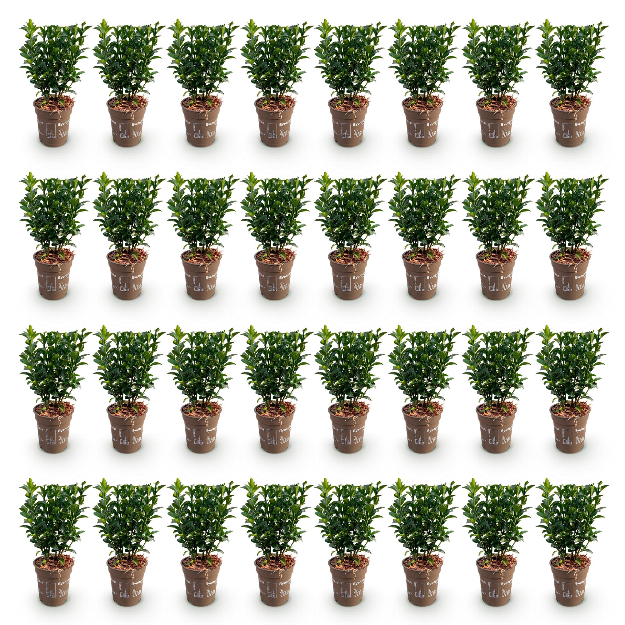 40x Euonymus japonica Green Spire - Kardinaalsmuts - Haagplanten - Groenblijvend - Groen - Pot 9cm - Hoogte 20-25cm