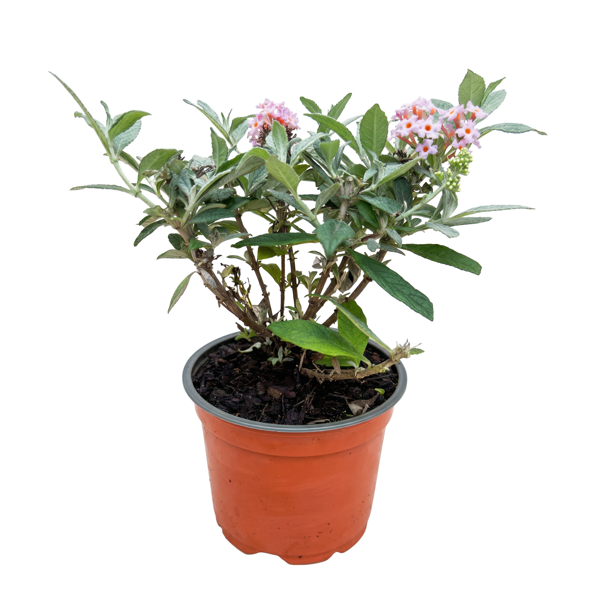 Tuinplant - Buddleja davidii Butterfly Candy Little Pink - Vlinderstruik - Compact - Roze - 1 Plant - Pot 12cm - Hoogte 20-25cm