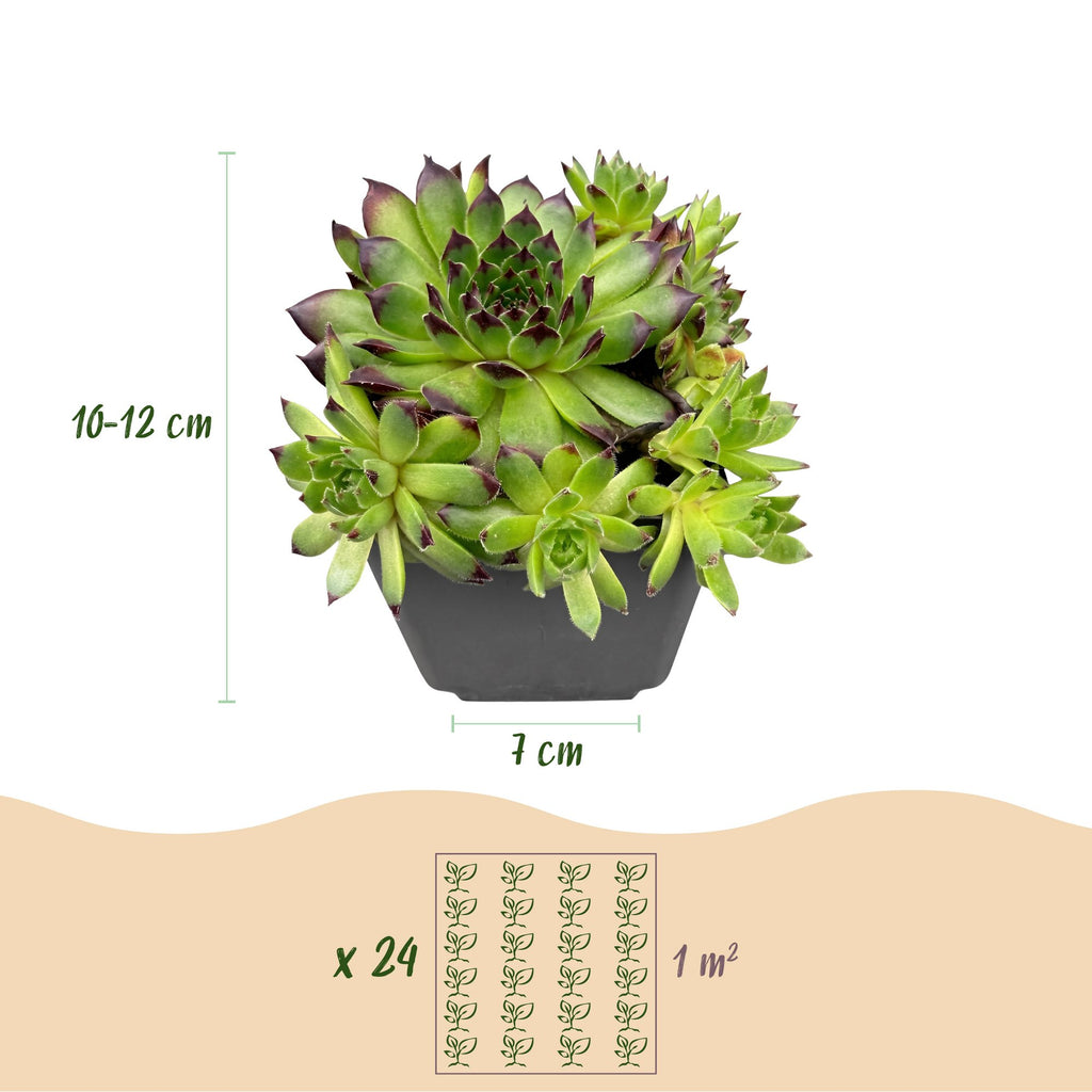 24x - Sempervivum Big Sam - Ø7cm - ↕10-12cm
