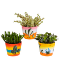 Crassula mix 10,5 cm - 3x - in Mexicaanse pot