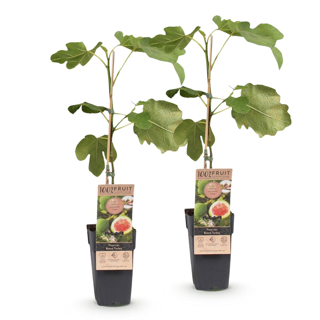 Fruitplant - Ficus carica Brown Turkey - Vijgenboom - Winterhard - Groen - Paarse Vrucht - 2 Planten - Pot 15cm - Hoogte 50cm