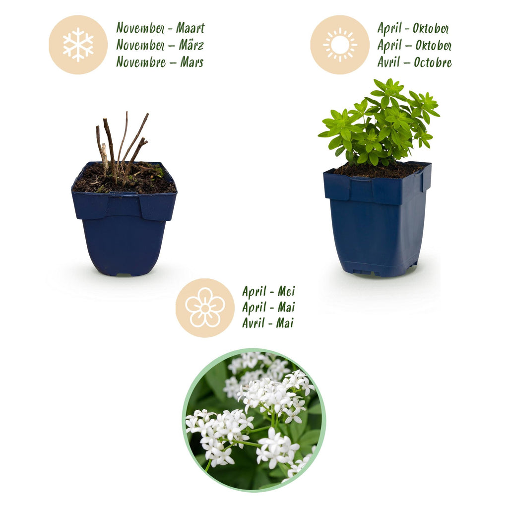 Vasteplant - Galium odoratum - Walstro - Bodembedekkend - Wit - 6 Planten - Pot 11cm - Hoogte 15-25cm