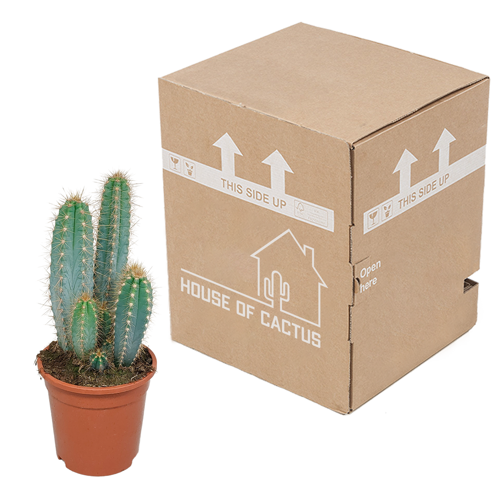 Pilosocereus azureus - - - 17cm