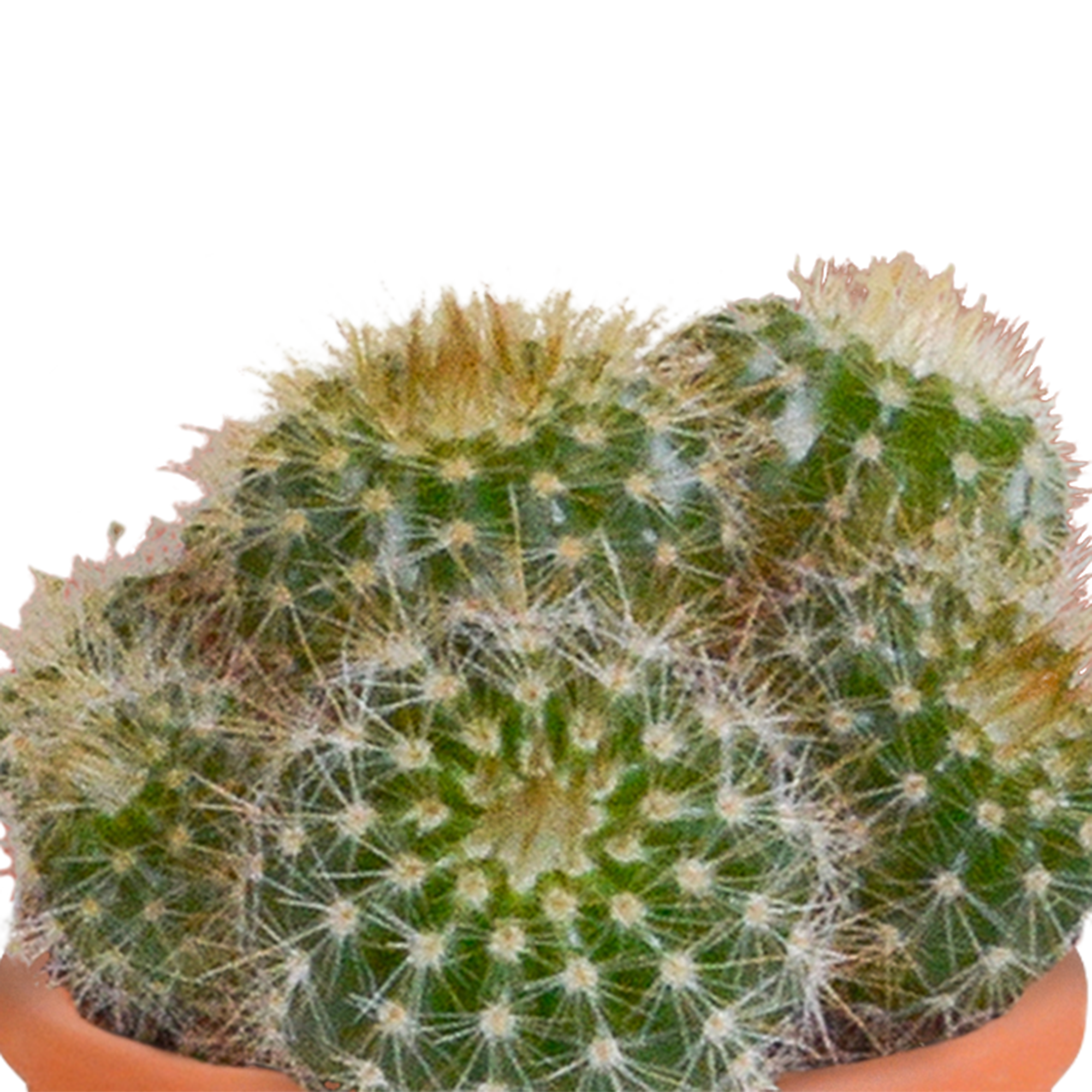 Cactus en vetplanten mix 5.5 cm | 15 stuks - in Mexicaanse pot