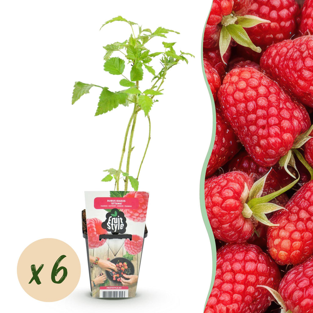 Fruitplanten - Framboos - Rubus idaeus Heritage - Winterhard - 6 Planten - Pot 9 cm - Rode Framboos