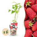 Fruitplanten - Framboos - Rubus idaeus Heritage - Winterhard - 6 Planten - Pot 9 cm - Rode Framboos
