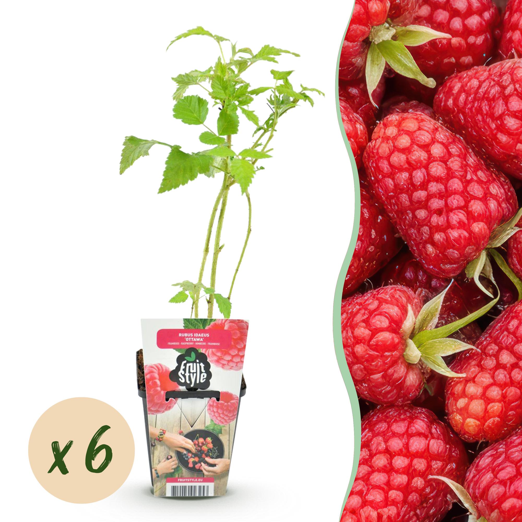 Fruitplanten - Framboos - Rubus idaeus Heritage - Winterhard - 6 Planten - Pot 9 cm - Rode Framboos