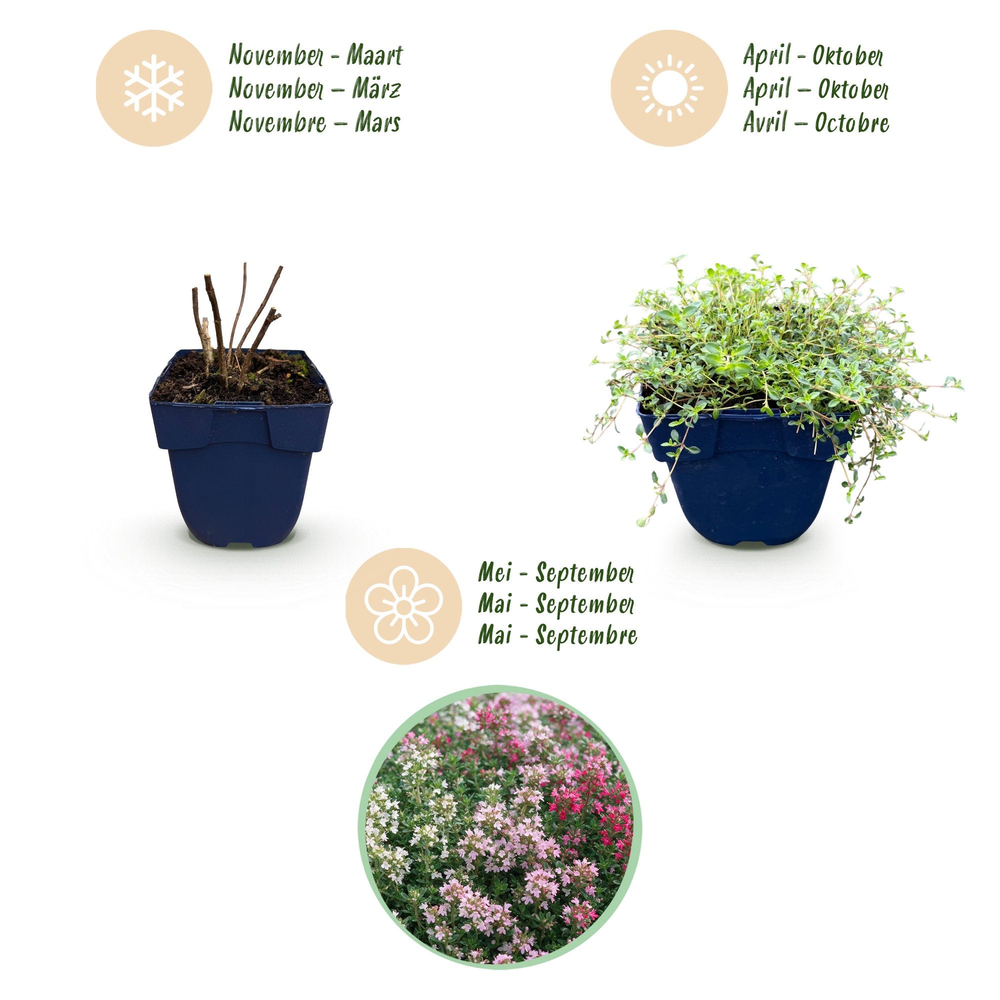Vasteplant - Thymus Tricolour - Tym - Bodembedenkend - Roze - Rood - Wit - 24 Planten - Pot 11cm - Hoogte 15-25cm