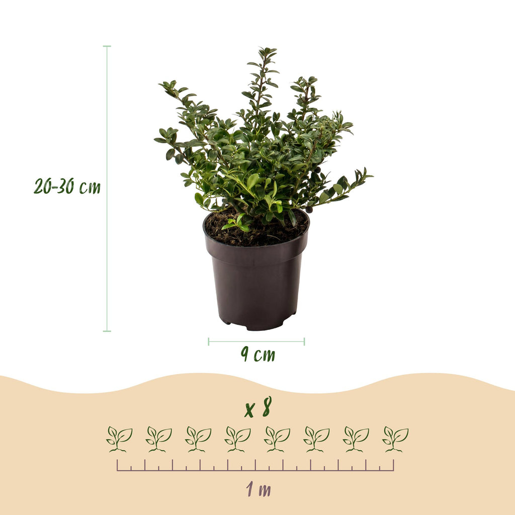 16x Ilex crenata Stokes - Japanse Hulst - Haagplanten - Groenblijvend - Groen - Pot 9cm - Hoogte 20-30cm