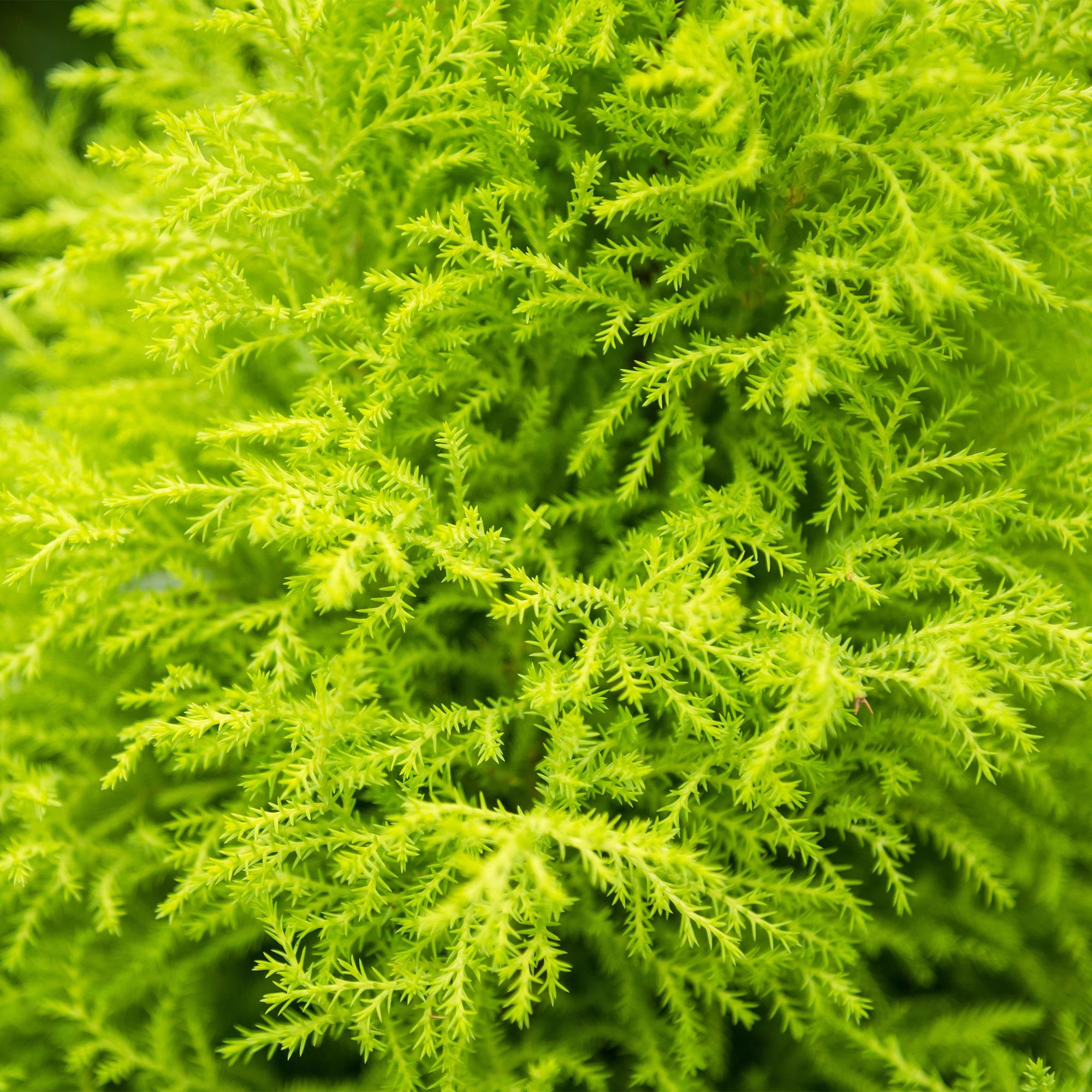 Green is... Kamerplanten - Cupressus Gold Crest Wilma - Kamer conifeer - Weinig onderhoud - met mand - Groen - 1 Plant - Pot 21cm - Hoogte 85-95cm