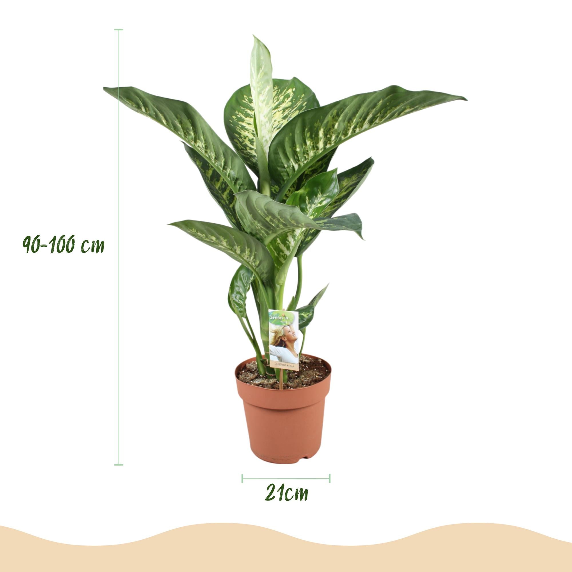 Kamerplanten - Diefenbachia Tropic Snow - Dieffenbachia - Weinig onderhoud - Groen - 1 Plant - met Potter Wit - Pot 21cm - Hoogte 90-100cm