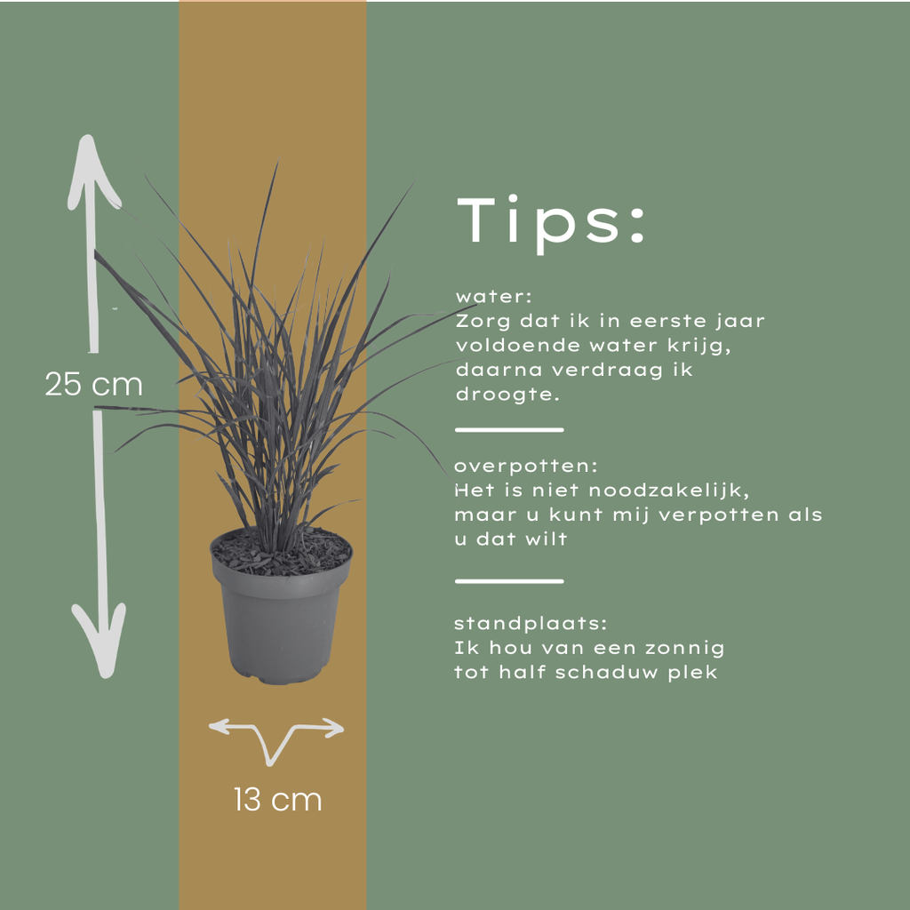 3x Miscanthus sinensis ‘Zebrinus’ – Opvallend zebragras met decoratief gestreept blad | Potmaat 12 cm