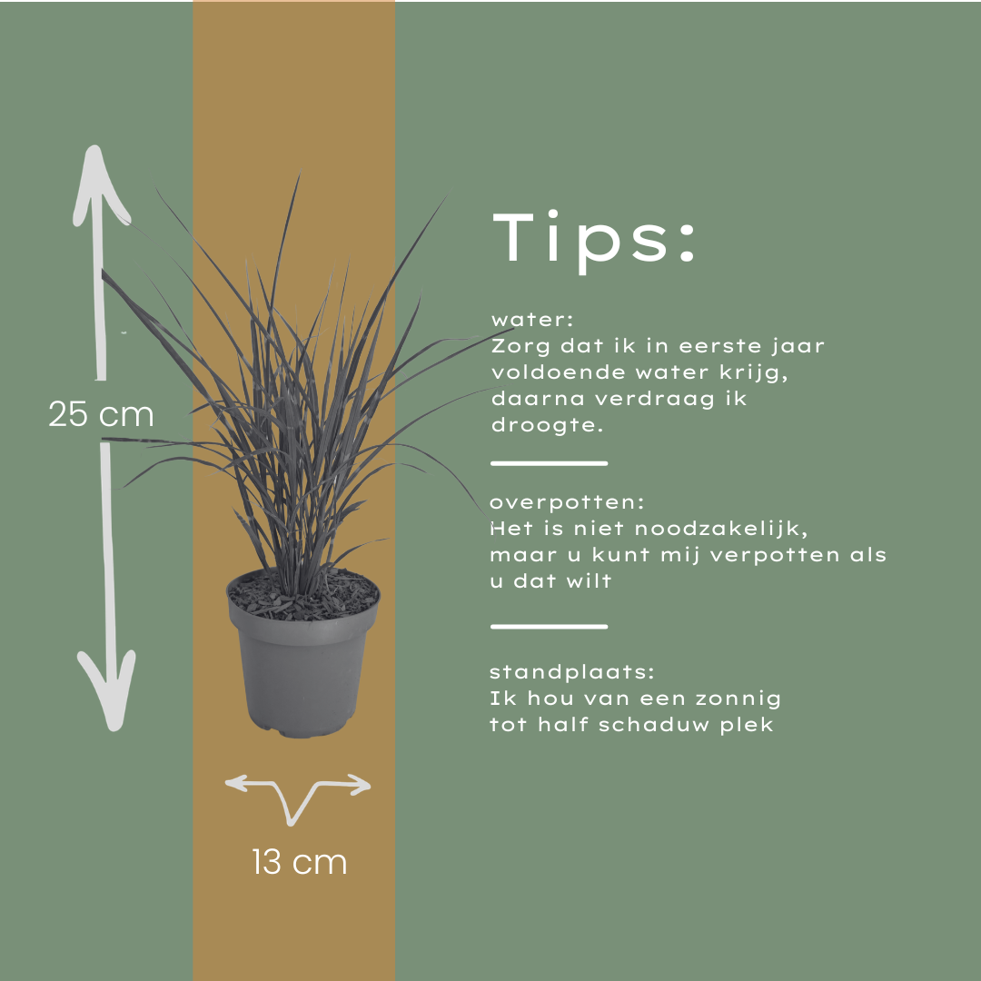 3x Miscanthus sinensis ‘Zebrinus’ – Opvallend zebragras met decoratief gestreept blad | Potmaat 12 cm