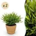 Kamerplant - Bamusa Pogonatherum Monica - Bamboegras - Huisdiervriendelijke Plant - Groen - 2 Planten - met Mand - Pot 12cm - Hoogte 20cm