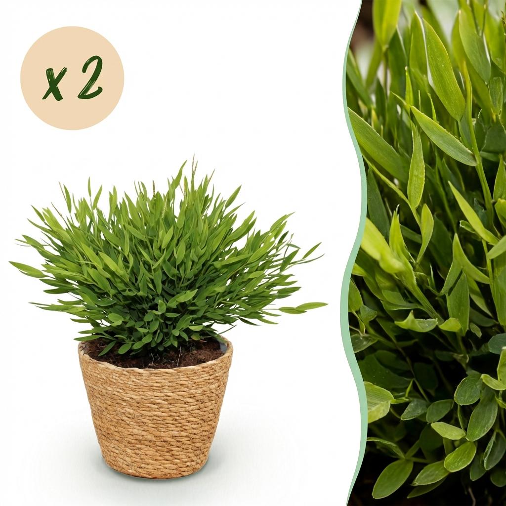 Kamerplant - Bamusa Pogonatherum Monica - Bamboegras - Huisdiervriendelijke Plant - Groen - 2 Planten - met Mand - Pot 12cm - Hoogte 20cm