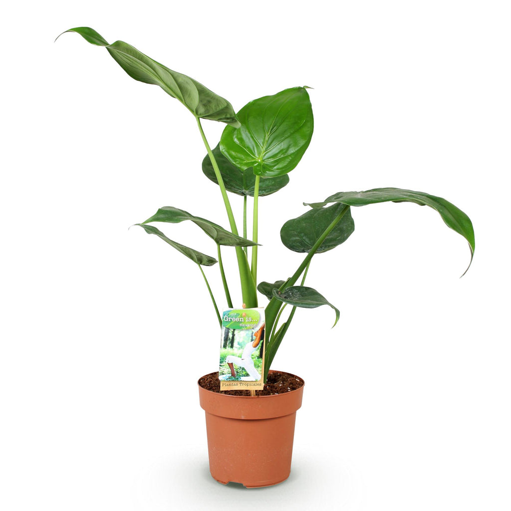 Green is... Kamerplanten - Alocasia Cucullata - Boeddha,s hand - Weinig onderhoud - Groen - 1 Plant - Pot 17cm - Hoogte 60-65cm