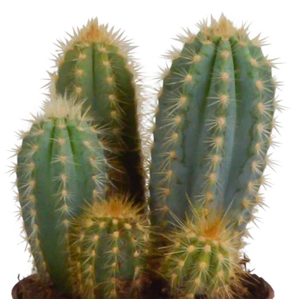 Cereus mix 10,5cm - 3x - in terracotta pot