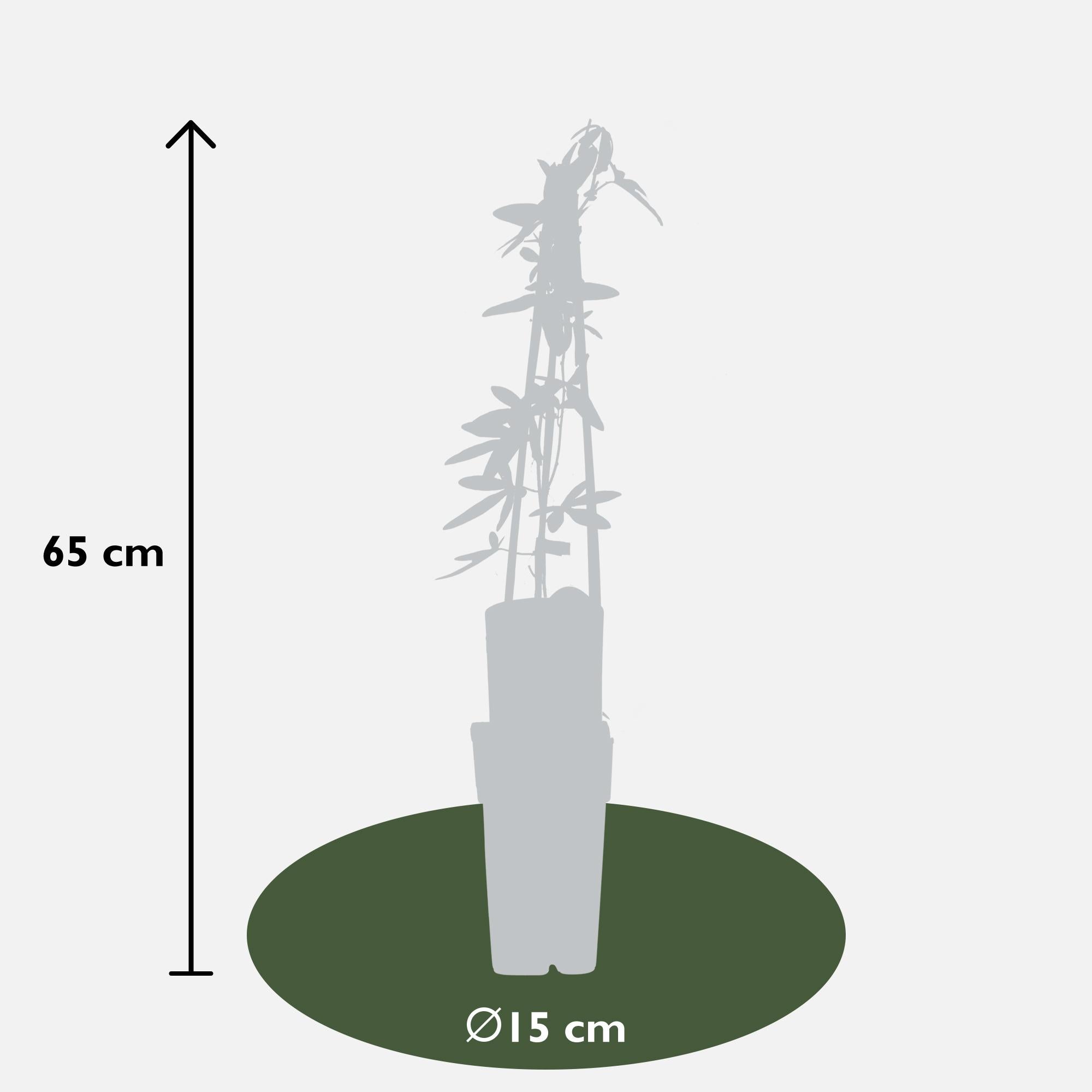 Passiflora wit caerulea 'Constance Elliot' - Ø15cm - ↕65cm