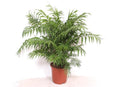 Chamaedorea Elegans  - 100 cm - Ø24cm