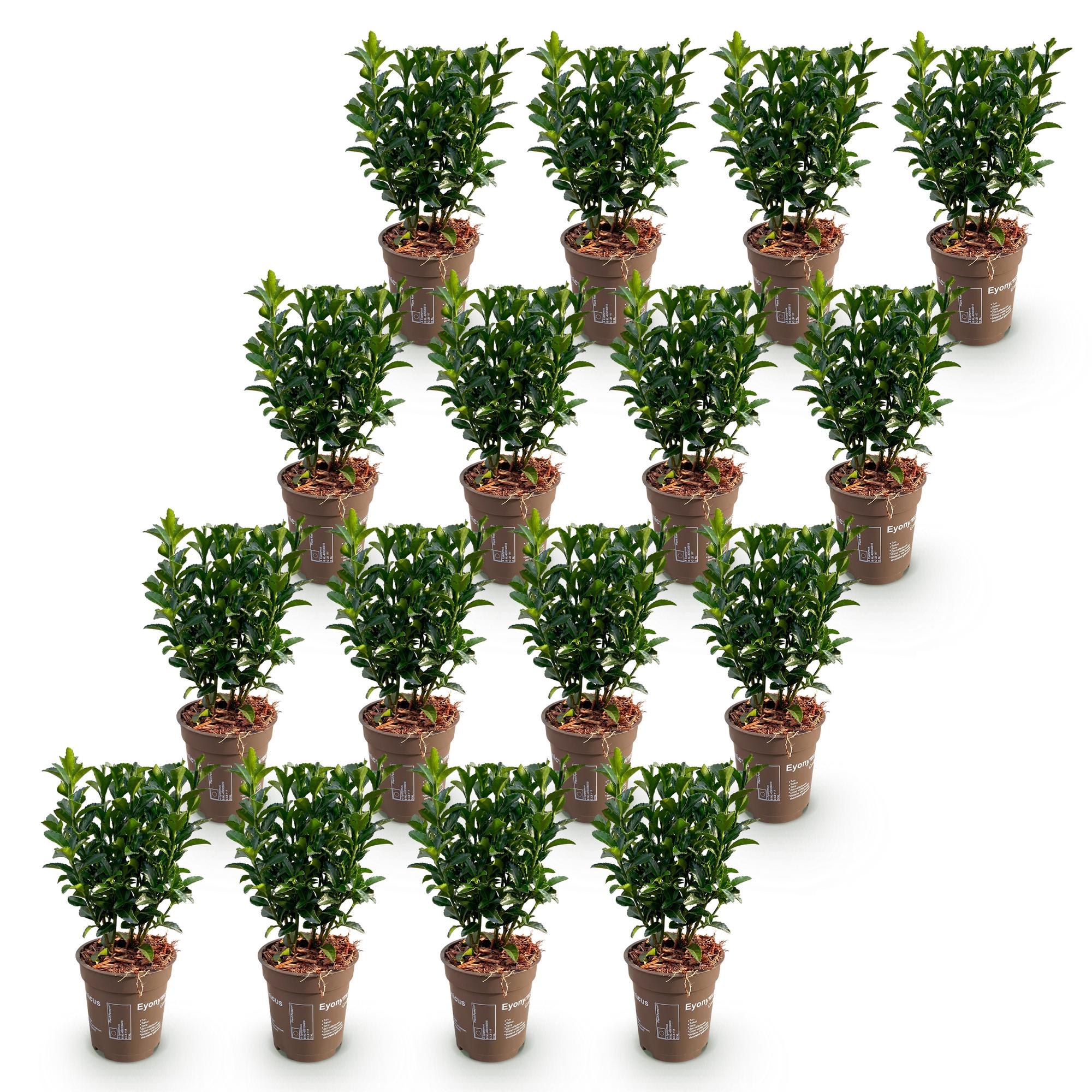 16x Euonymus japonica Green Spire - Kardinaalsmuts - Haagplanten - Groenblijvend - Groen - Pot 9cm - Hoogte 20-25cm
