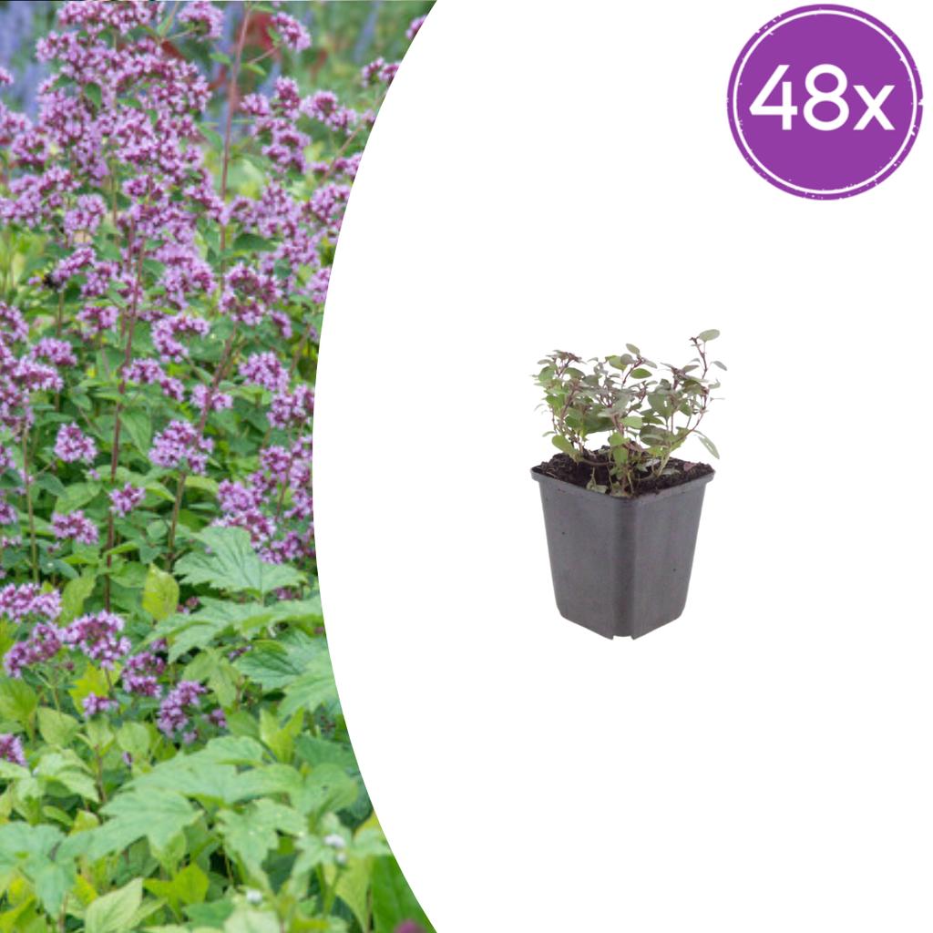 48x Origanum laevigatum 'Herrenhausen' - ↕10-25cm - Ø9cm