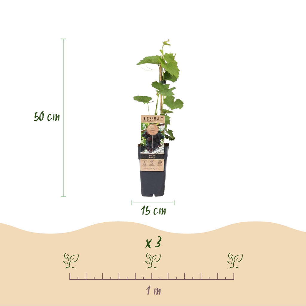 Fruitplant - Vitis vinifera Vanessa - Druivenplant - Pitarm - Blauwe Druif - 2 Planten - Pot 15cm - Hoogte 50cm