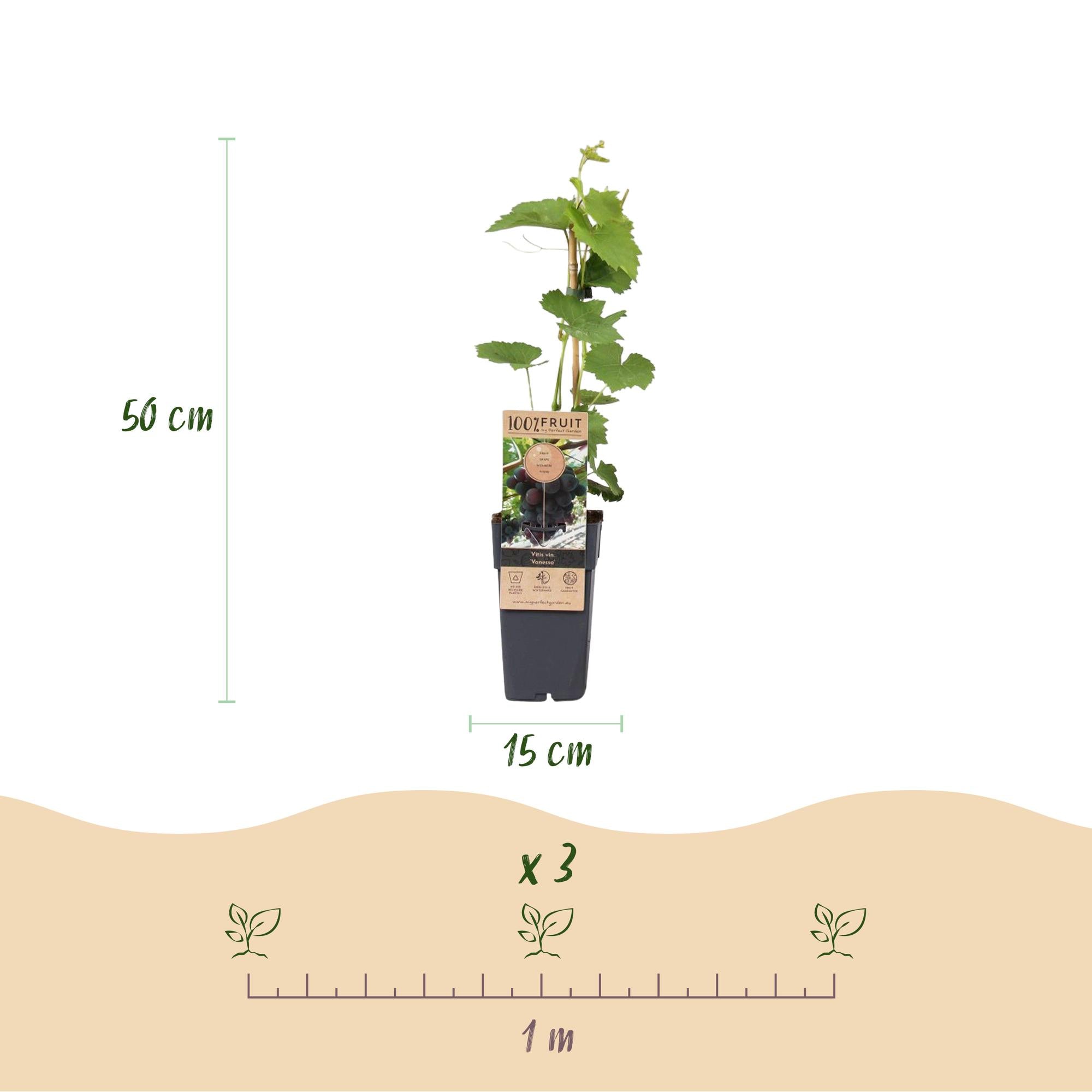 Fruitplant - Vitis vinifera Vanessa - Druivenplant - Pitarm - Blauwe Druif - 2 Planten - Pot 15cm - Hoogte 50cm
