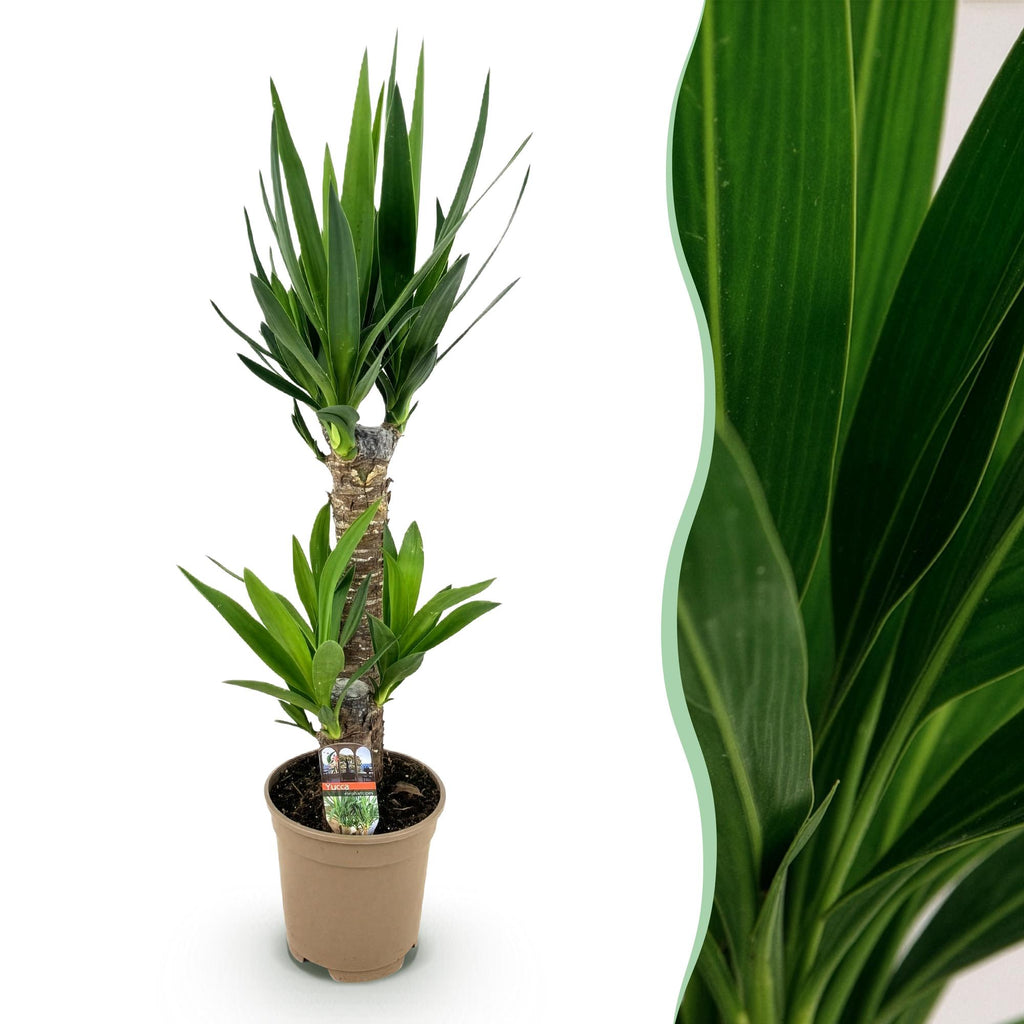 Kamerplant - Yucca elephantipes - Yucca - Weinig onderhoud - Groen - 1 - Pot 17cm - Hoogte 75cm