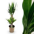 Kamerplant - Yucca elephantipes - Yucca - Weinig onderhoud - Groen - 1 - Pot 17cm - Hoogte 75cm