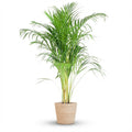 Areca Palm (Dypsis) met Zeegras mand naturel - 100cm - Ø21