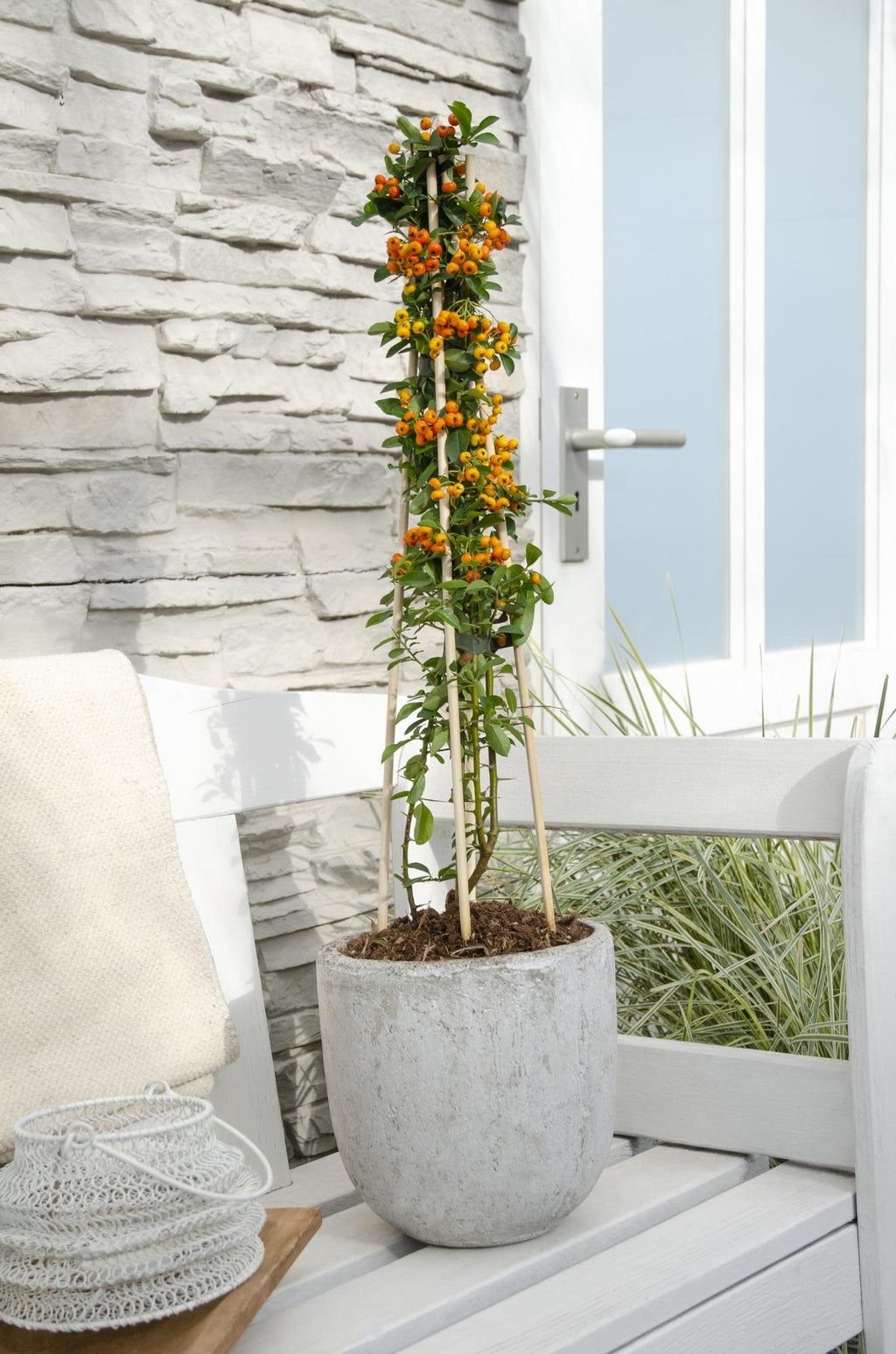 Pyracantha 'Orange Glow' - Ø15cm - ↕65cm