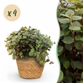 Kamerplant - Calissia repens - Kattengras - Huisdiervriendelijk - Groen - 4 Planten - met Mand - Pot 12cm - Hoogte 17-20cm