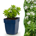 Vasteplant - Galium odoratum - Walstro - Bodembedekkend - Wit - 1 Plant - Pot 11cm - Hoogte 15-25cm