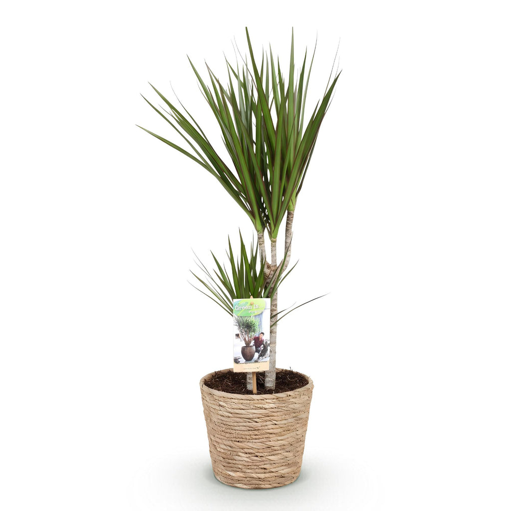 Green is... Kamerplanten - Dracaena Marginata - Drakenbloedboom - Weinig onderhoud - met mand - Groen - 1 Plant - Pot 17cm - Hoogte 70-80cm