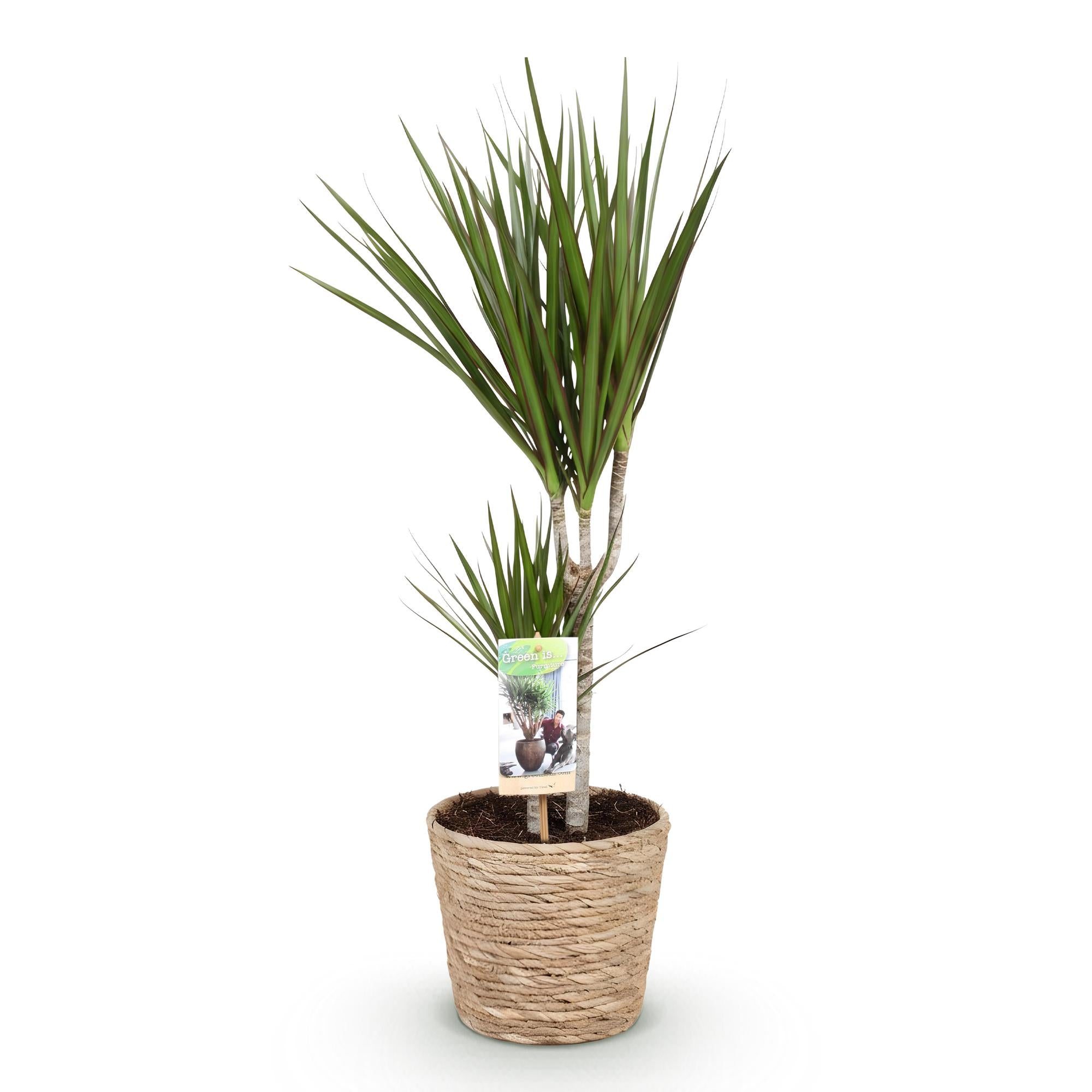 Green is... Kamerplanten - Dracaena Marginata - Drakenbloedboom - Weinig onderhoud - met mand - Groen - 1 Plant - Pot 17cm - Hoogte 70-80cm