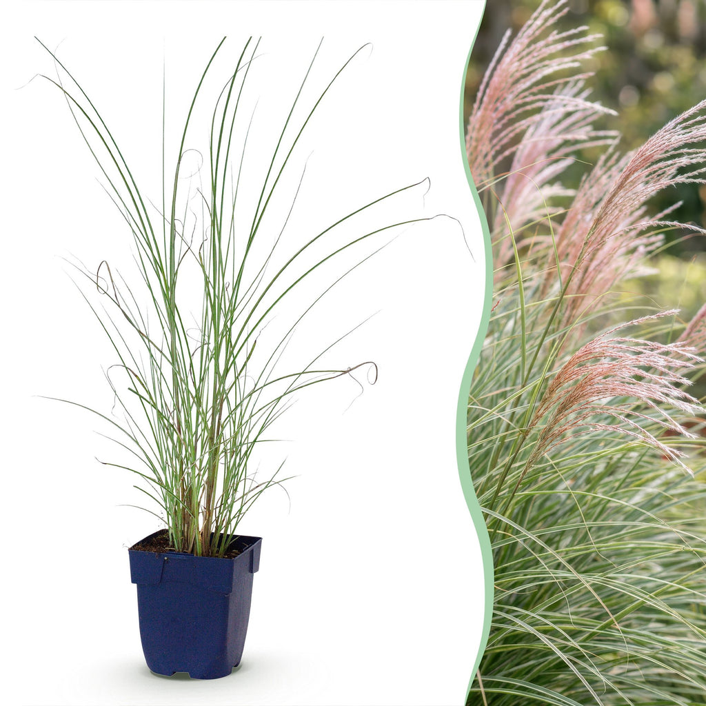 Grassen - Miscanthus sin. Morning Light - Pampusgras - Met Pluim - Zilver - 6 Planten - Pot 11cm - Hoogte 15-25cm