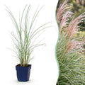 Grassen - Miscanthus sin. Morning Light - Pampusgras - Met Pluim - Zilver - 6 Planten - Pot 11cm - Hoogte 15-25cm