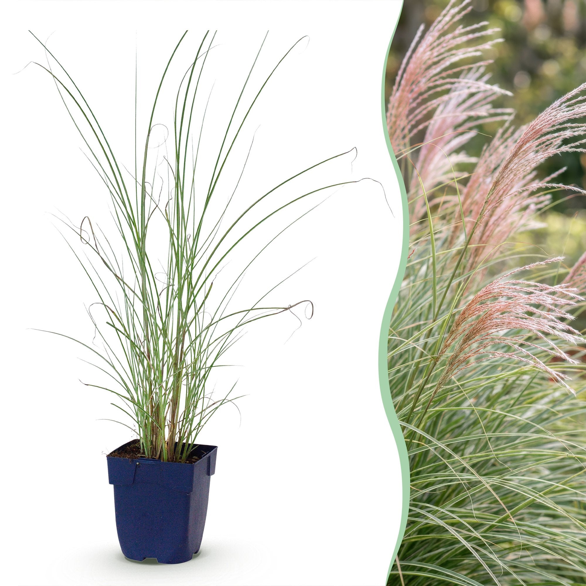 Grassen - Miscanthus sin. Morning Light - Pampusgras - Met Pluim - Zilver - 6 Planten - Pot 11cm - Hoogte 15-25cm