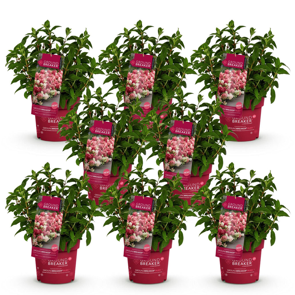 Tuinplant - Hydrangea panniculata Groundbreaker Ruby - Pluimhortensia - Winterhard - Rood - 8 Planten - Pot 14cm - Hoogte 20-25cm